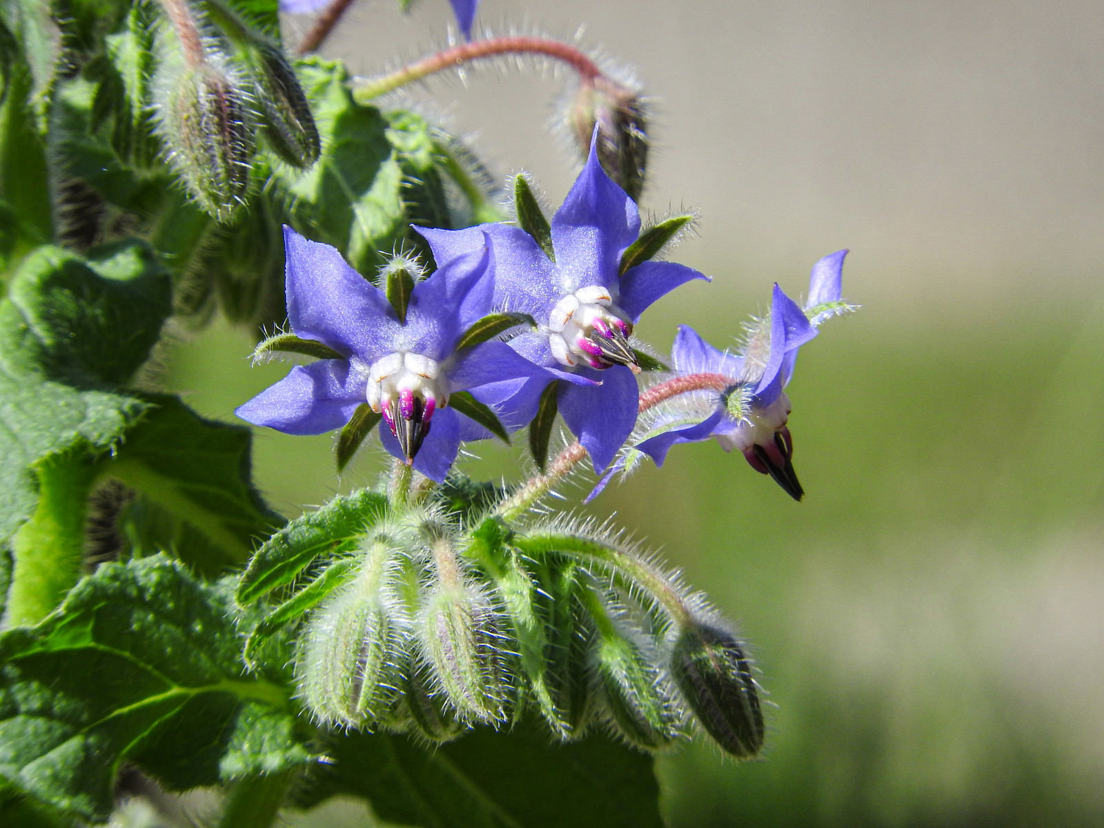 青紫色の星型をしたボリジの花が咲いている様子