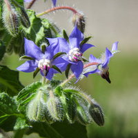 青紫色の星型をした花が咲くボリジの花の写真