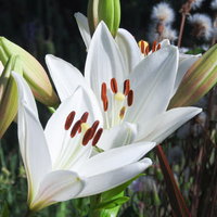 白く咲くユリ（クーリエ）の花 赤褐色のおしべと緑の葉の写真
