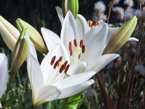 白く咲くユリ（クーリエ）の花 赤褐色のおしべと緑の葉