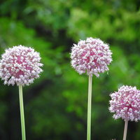 ピンク色の丸い花序が特徴のアリウムの写真