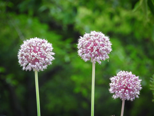 ピンク色の丸い花序が特徴のアリウム
