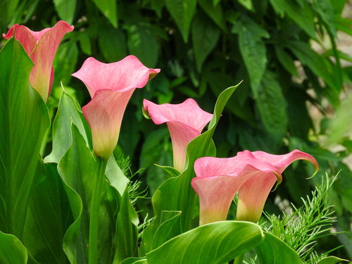 ピンクから白へ優雅に咲くカラー、サトイモ科の美しい多年草