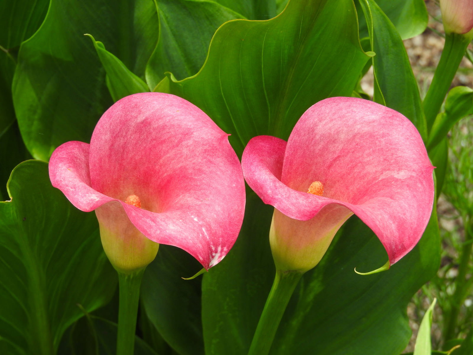 緑の葉に囲まれて咲くピンクのカラーの花2つ