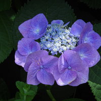 庭に咲くガクアジサイの花の写真