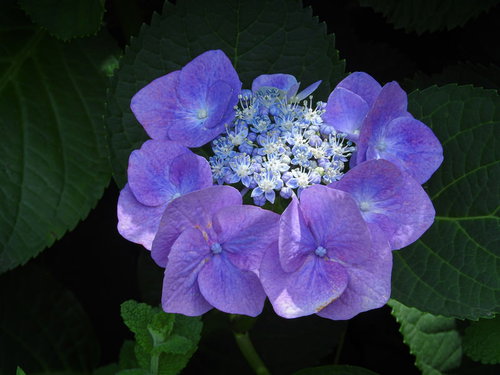 庭に咲くガクアジサイの花