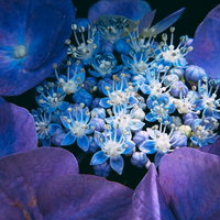 青紫色に色鮮やかに咲くガクアジサイの花と緑の葉の写真