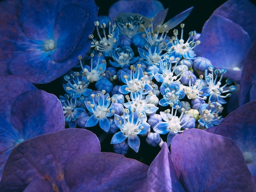 青紫色に色鮮やかに咲くガクアジサイの花と緑の葉