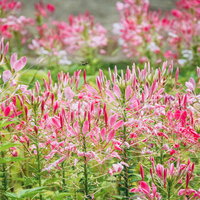 ピンク色のクレオメ（フウチョウソウ科）の群生の写真