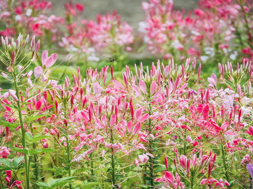 ピンク色のクレオメ（フウチョウソウ科）の群生