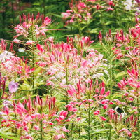 咲き進むピンク色のクレオメの花と細長い雄しべの写真