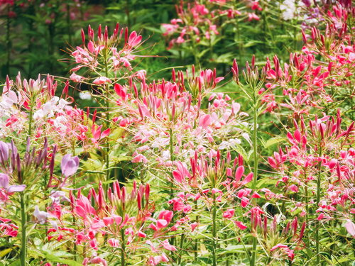 咲き進むピンク色のクレオメの花と細長い雄しべ