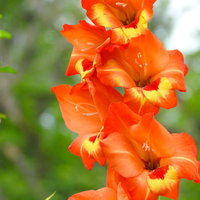 花壇を彩るグラジオラスの花々と緑の背景の写真