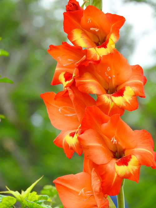 花壇を彩るグラジオラスの花々と緑の背景