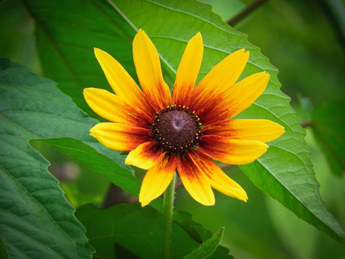 黄色とオレンジに咲くグロリオサデージーの花