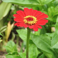 緑の葉に囲まれた赤いジニアプロフュージョンの花の写真