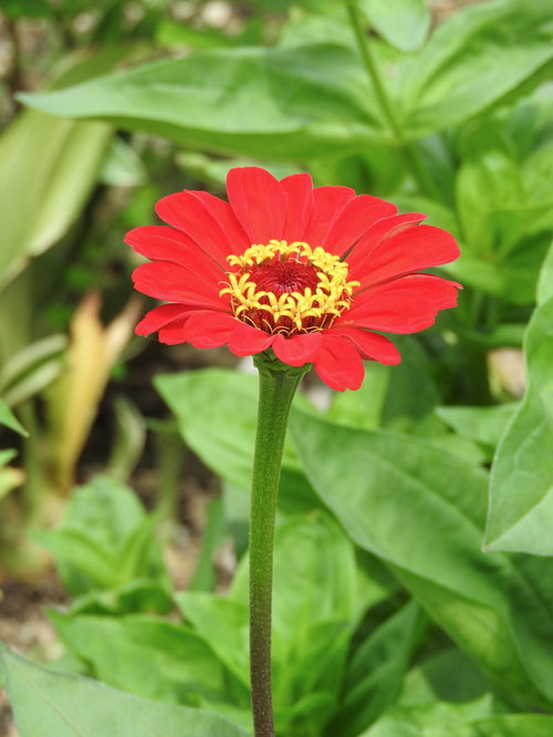 緑の葉に囲まれた赤いジニアプロフュージョンの花