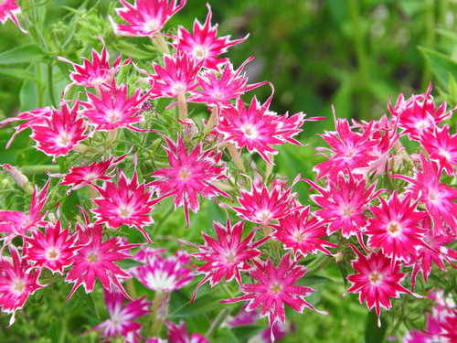 揃い咲く濃いピンクのスターフロックス、白い縁取りが特徴