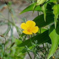 黄色からオレンジ色に咲く大きく花開くハナビシソウの写真