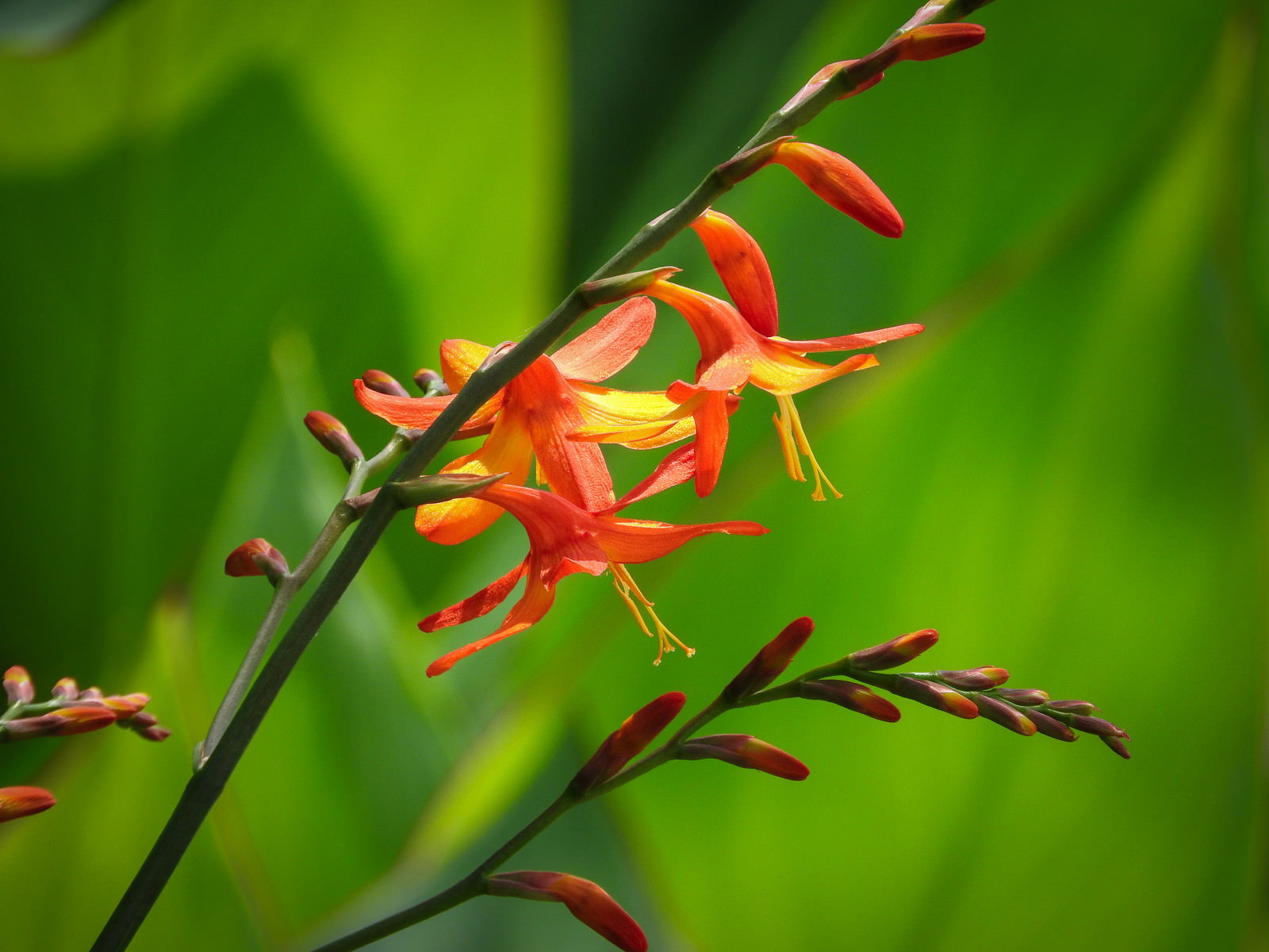 緑の背景に映えるオレンジ色のヒメオウギズイセンの花