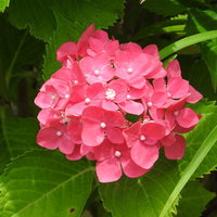 梅雨の庭に咲くピンク色のアジサイの花房の写真