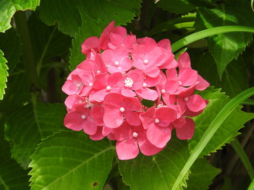 梅雨の庭に咲くピンク色のアジサイの花房