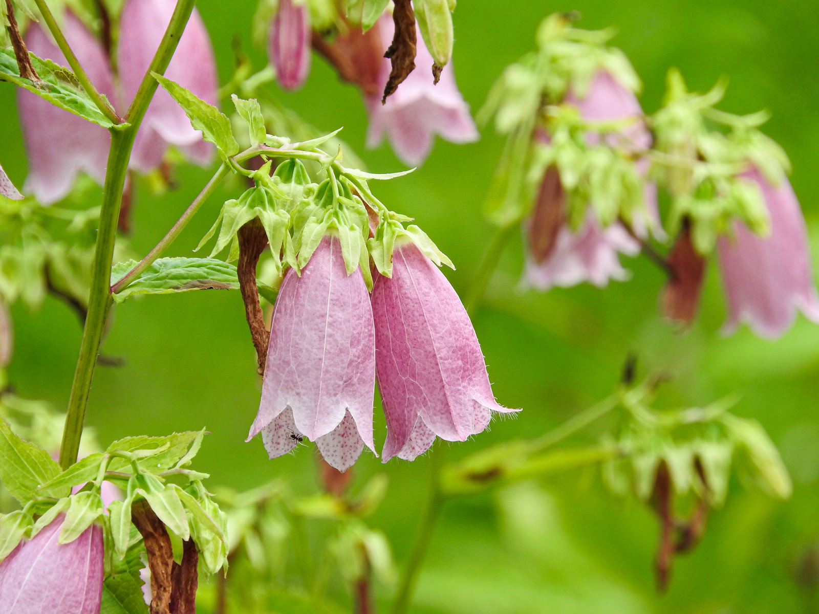 薄紫色の鐘形をした下向きのホタルブクロの花と緑の葉