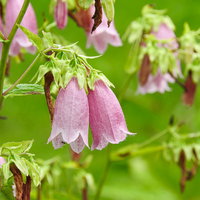 薄紫色の鐘形花、下向きに咲くホタルブクロの写真