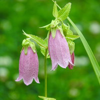 薄紫色の釣り鐘型をしたホタルブクロの花が咲く野草の写真