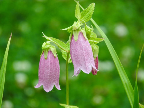 薄紫色の釣り鐘型をしたホタルブクロの花が咲く野草