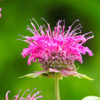 ピンク色に鮮やかに咲き誇るモナルダの花。シソ科の多年草の写真