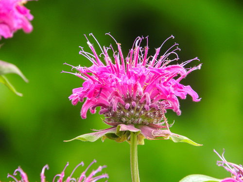 ピンク色に鮮やかに咲き誇るモナルダの花。シソ科の多年草