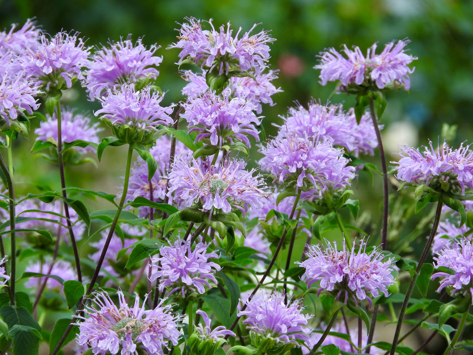 紫色の花を球状に咲かせるモナルダの花々