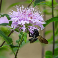 モナルダの紫色の花に訪れるクマバチが蜜を吸うの写真