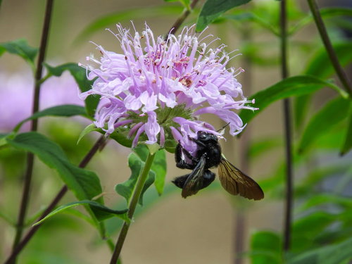 モナルダの紫色の花に訪れるクマバチが蜜を吸う