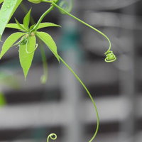 軒にぶら下がったつる植物の巻きひげと緑の葉の写真