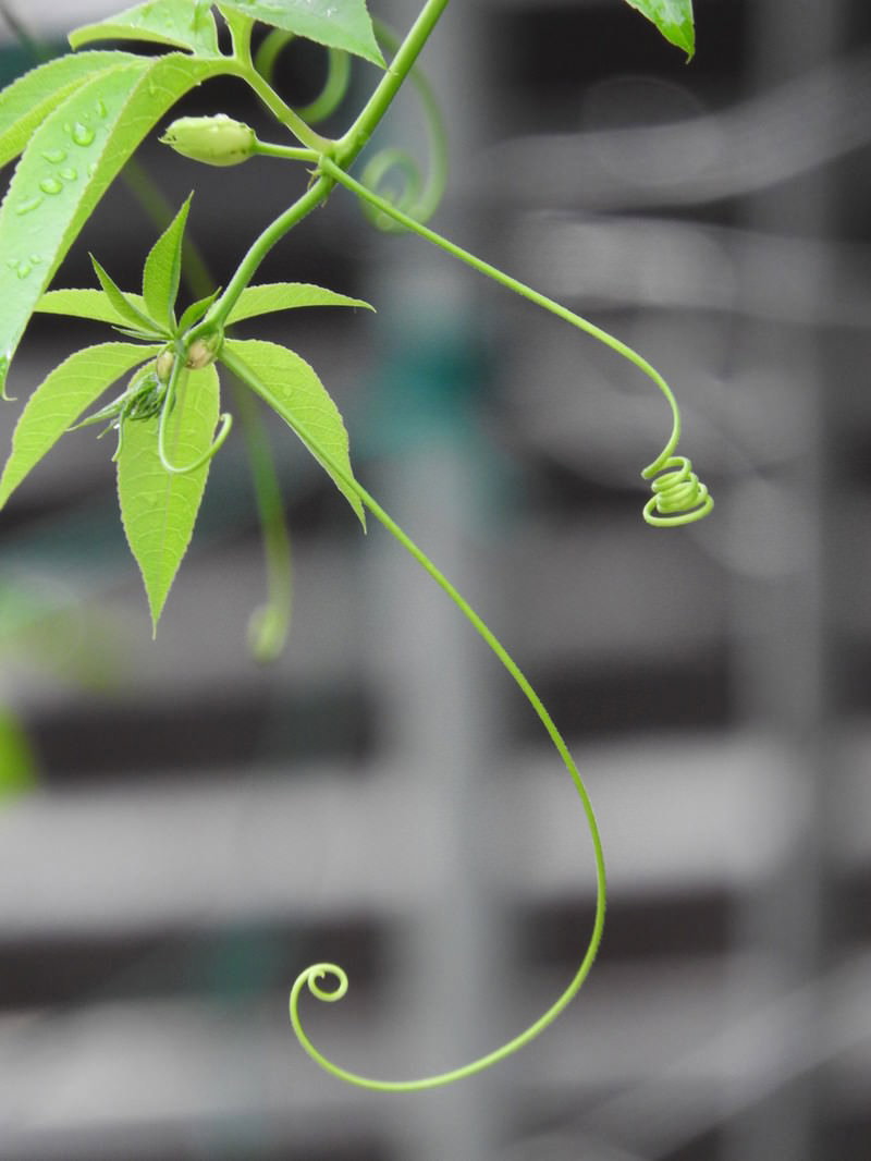 軒先から垂れ下がるつる植物の緑色の葉と巻きひげ