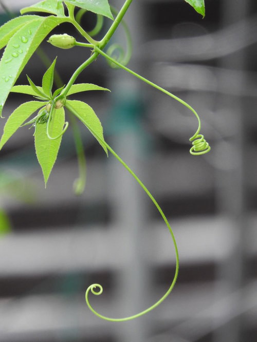 軒にぶら下がったつる植物の巻きひげと緑の葉