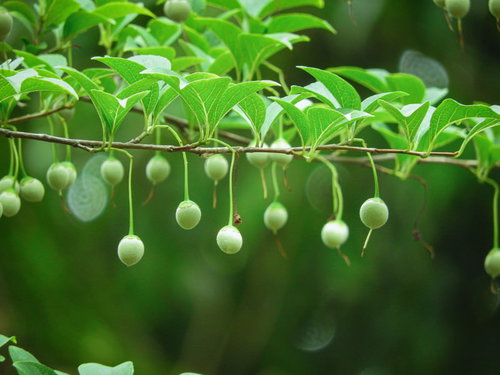 緑の枝から垂れ下がる複数のエゴノキの白い実
