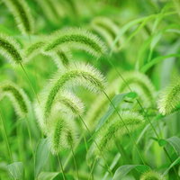 広場で群生するエノコログサ（イネ科）の緑色の穂の写真