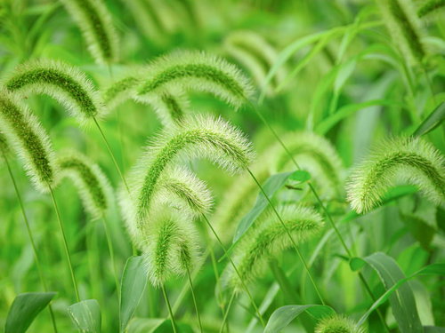 広場で群生するエノコログサ（イネ科）の緑色の穂