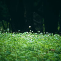 草原に生えるクローバーと雑草の風景の写真