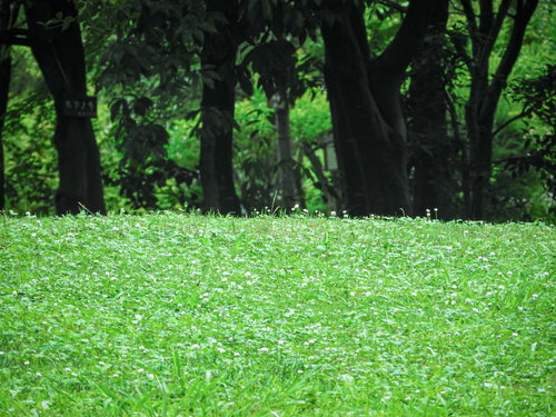 白いクローバーの花が咲く緑の草原と雑草の自然風景