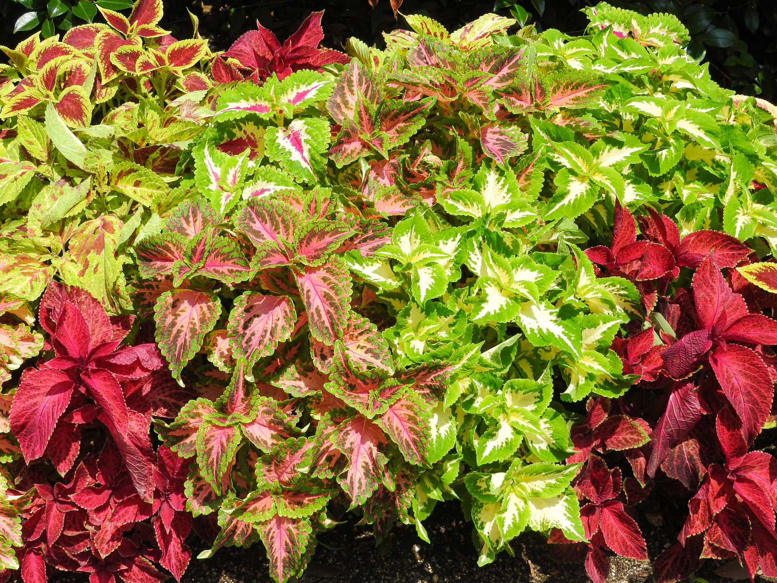 Mixed Coleus Foliage in Red, Pink, and Green — Free Stock Photo - PAKUTASO