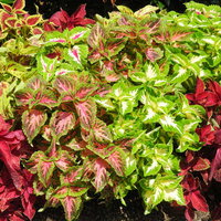 緑・赤・ピンクに彩るコリウスの葉の壁紙の写真