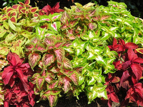 緑・赤・ピンクに彩るコリウスの葉の壁紙