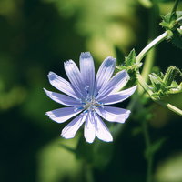 薄紫色の花びらが開花したチコリの花、細い緑の茎に放射状に広がるの写真