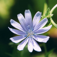 青紫の花を咲かせるチコリの開花と白い雄しべの写真