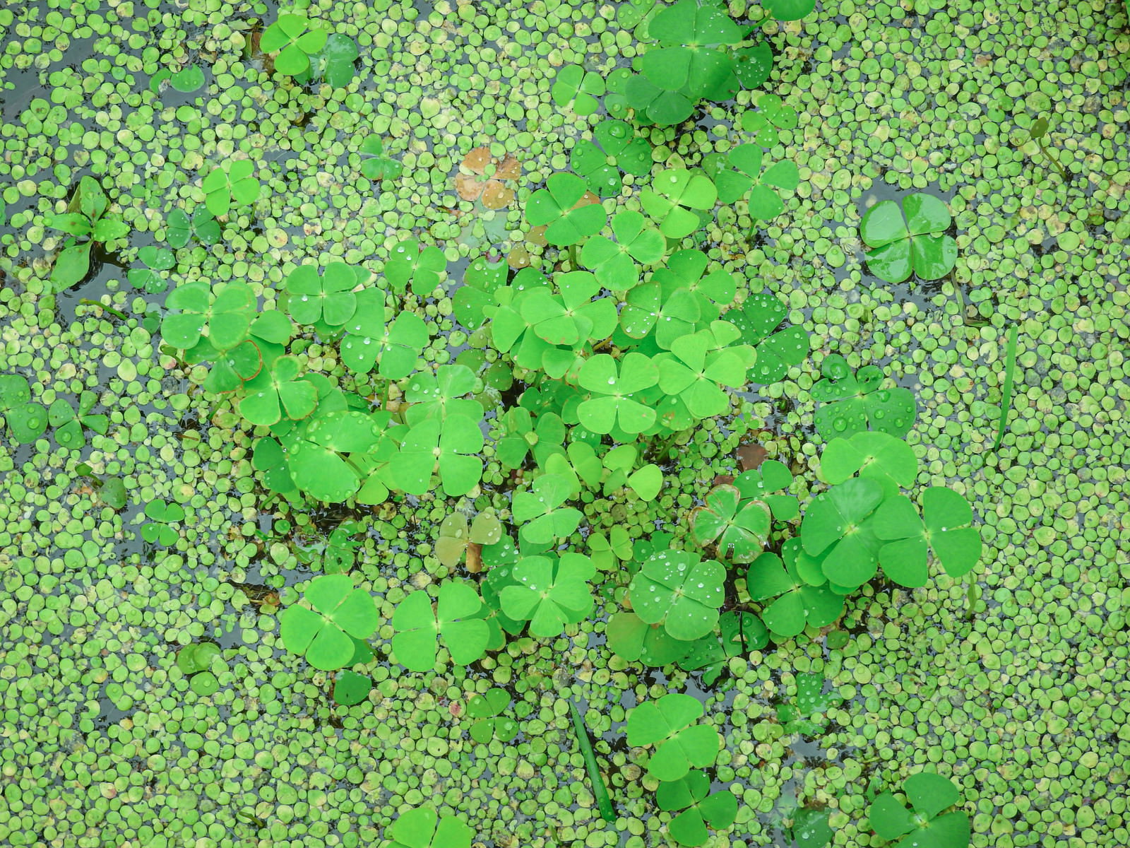 Expansive green duckweed colony floating on the water surface