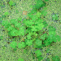 水面に浮かぶ水生植物のデンジソウの群生の写真